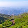 ADVENTURE AND WILDLIFE - 15 Days 14 Nights - Image 2